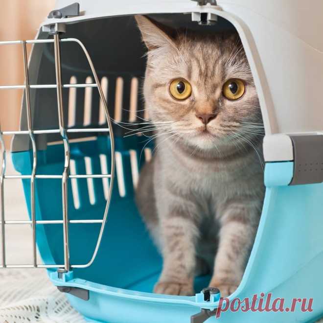 Можно ли перевезти домашнего питомца поездом? Как это сделать? И сколько это будет стоить? | Записки на коленке | Яндекс Дзен