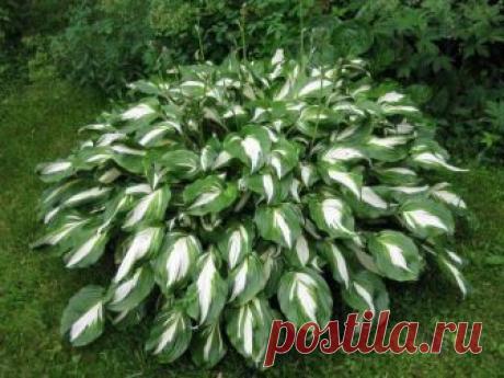 Как красиво разместить хосты на участке | Хосты, Гейхеры (Огород.ru)