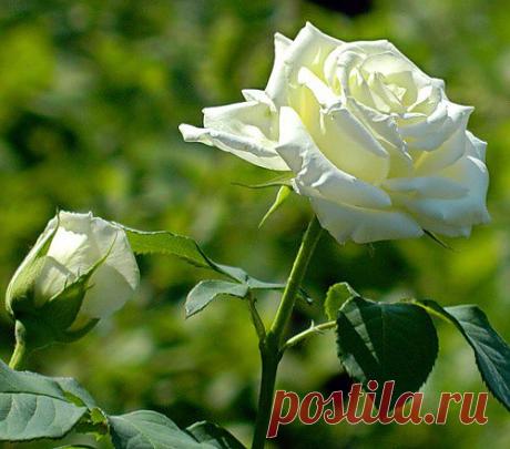 Тараторка — «БЕЛОСНЕЖНАЯ КРАСАВИЦА» на Яндекс.Фотках