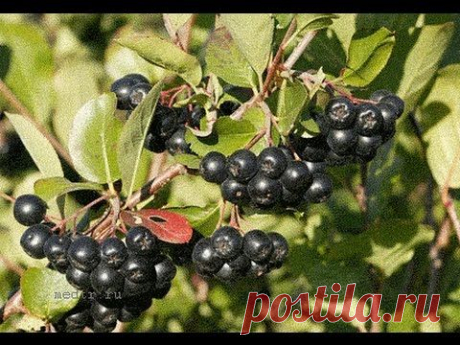 Чем полезна черноплодная рябина и как ее выращивать