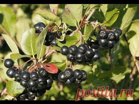 Чем полезна черноплодная рябина и как ее выращивать