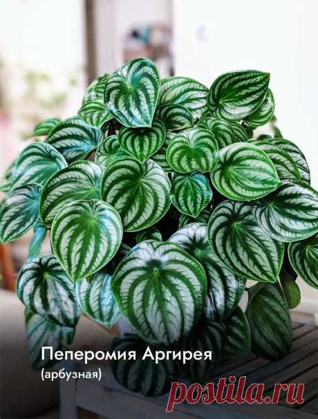 Пеперомия Аргирея (арбузная) Интересуетесь Пеперомия Аргирея (арбузная) ? Узнайте о разнообразных представителях этого вида, их уникальных особенностях и преимуществах. Получите полезные советы по уходу за Пеперомия Аргирея (арбузная) в домашних условиях, включая требования к освещению, поливу, температуре и влажности.