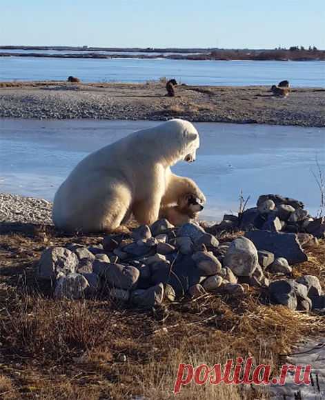 Белый медведь гладит собаку: видео — National Geographic Россия