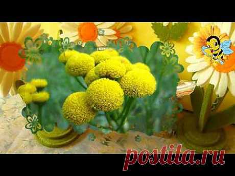 Пижма: применение в народной медицине : Народная медицина : Здоровье : Subscribe.Ru