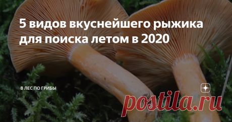 5 видов вкуснейшего рыжика для поиска летом в 2020 Доброго времени суток, друзья! Для заядлого грибника вроде меня, каждый поход в лес - это возможность не только вернуться с &quot;уловом&quot;, но и открыть что-то новое. Мой фаворит - рыжик обыкновенный. Но он так редко встречается на пути. Оказывается, у него есть масса собратьев, так не похожих на него внешне, но идеально повторяющие вкусовые свойства.