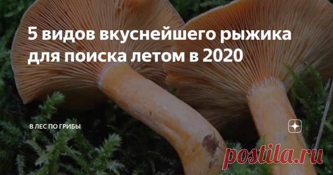 5 видов вкуснейшего рыжика для поиска летом в 2020 Доброго времени суток, друзья! Для заядлого грибника вроде меня, каждый поход в лес - это возможность не только вернуться с 