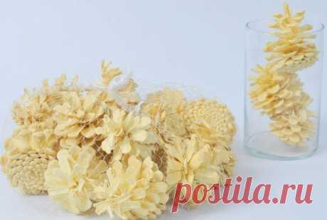 Как отбелить сосновые шишки / Посты: Познавательно