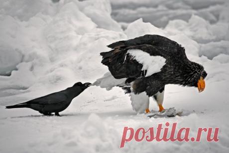 О том, как наглые вороны других животных “троллят” - Экологическое землетворчество | Экологическое землетворчество