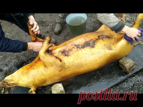 ЗАБОЙ  СВиНЬИ!! ДЕДОВСКИЙ СПОСОБ!!!