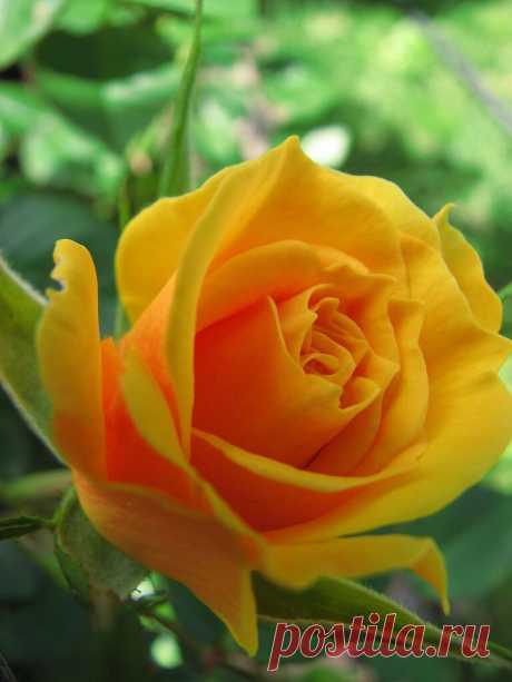 Flower Love Yellow Rose
Maria on Flickr