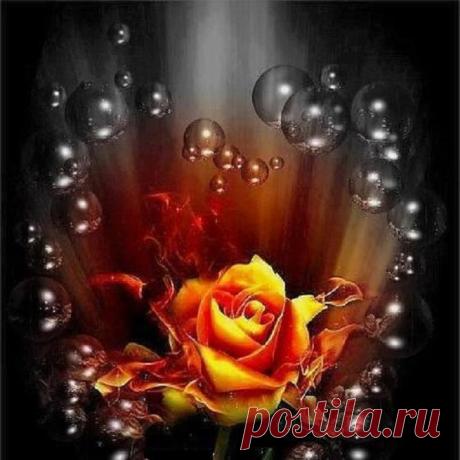 роза