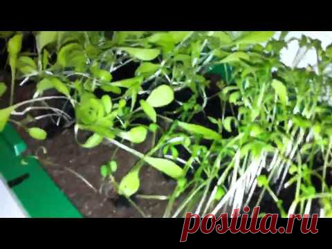 Рассада салата на подоконнике. Как сажать салат. — Яндекс.Видео