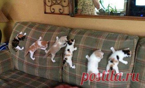 (84) Одноклассники