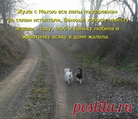 Лучшие котоматрицы недели / Питомцы