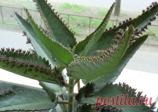 Каланхоэ перистое — хирург без скальпеля.
Домашний доктор! 
 Вещества, содержащиеся в каланхое, наделяют его  противовоспалительным, бактериостатическим, бактерицидным, ранозаживляющим, иммуностимулирующим, противоопухолевым, инсектицидным, общеукрепляющим воздействием.    Препараты растения способствуют:заживлению ран;укреплению иммунной системы;устранению воспалительных процессов;остановке кровотечений;лечению ожогов, обморожений, нарывов, пролежней, энтероколита, язвенной болезни, туберкулеза