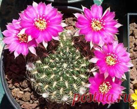 Кактус лобивия: уход, размножение, виды.