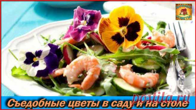 Мало кто знает, что существуют съедобные ЦВЕТЫ Какие цветы можно добавлять в еду Дачные Советы