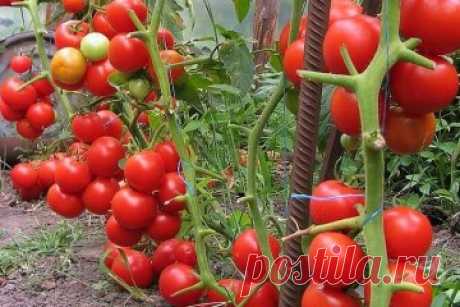 Помощники садовода из аптеки.