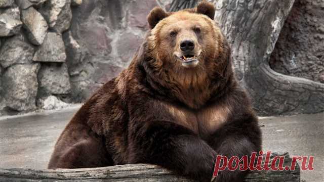 Ах Эта Дикая Природа! В Кругу Друзей — социальная сеть