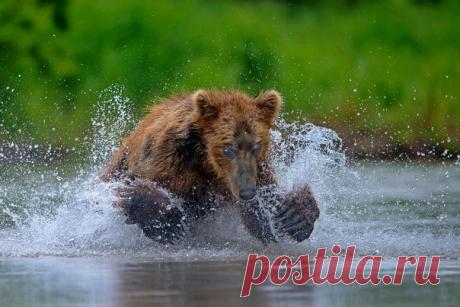 Рыболов. Автор фото – Александр Маркелов: nat-geo.ru/photo/user/290893/