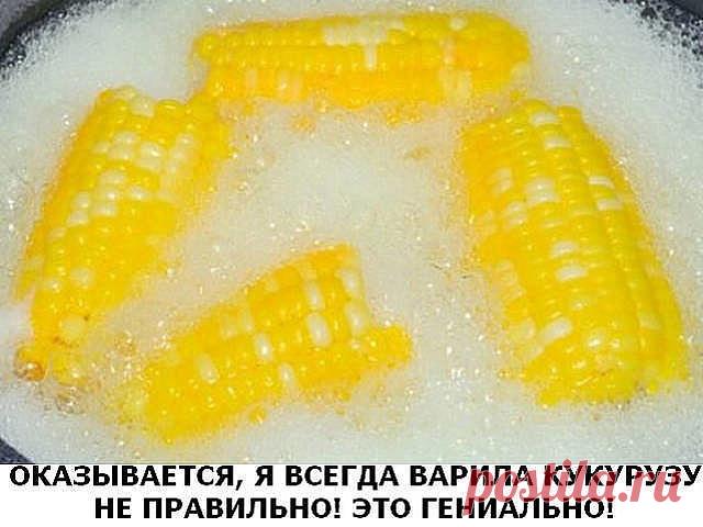 Оказывается, я всегда варила кукурузу не правильно! Это гениально!

Початки, обязательно, разламываем пополам.Бросаем половинки початков в кастрюлю и заливаем водой.Как только вода закипит, добавьте в кастрюлю 1 чашку молока и 1 приличный кусочек масла.Кукуруза должна покипеть еще 8 минут. И все готово!Готовые початки посыпьте солью.Кукуруза получается маслянистого вкуса и очень вкусной.
