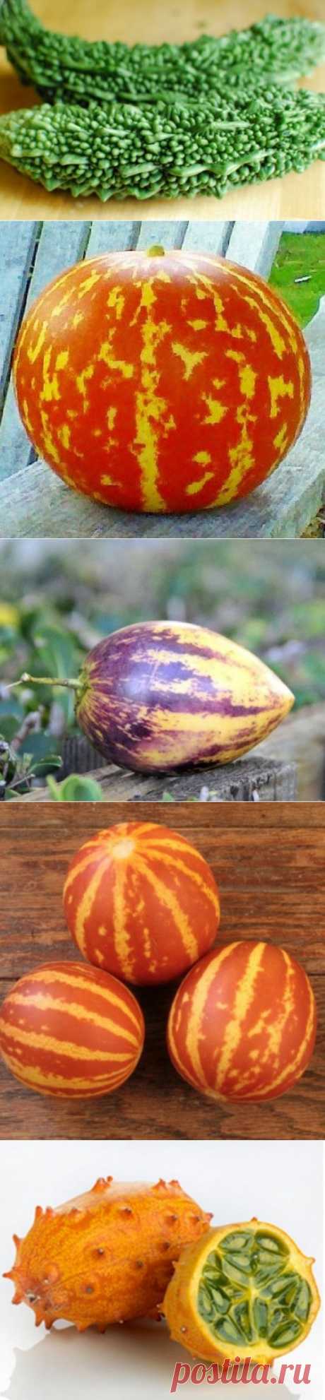 Таких дынь вы точно не видели
