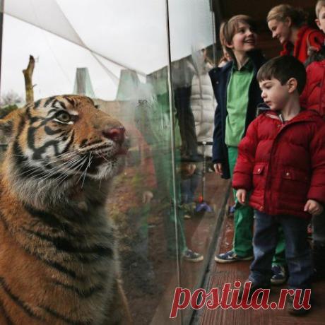 Лучшие фотографии животных со всего мира за неделю