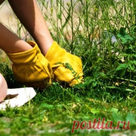 Средство от сорняков - бережем свои ручки! - МирТесен