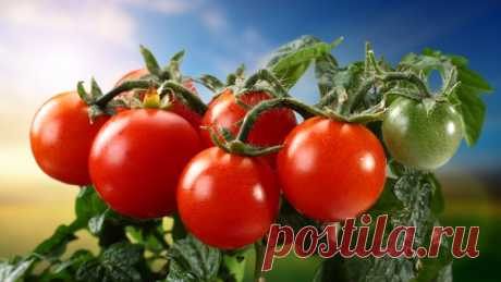 Двенадцать продуктов, которые можно есть без ограничения