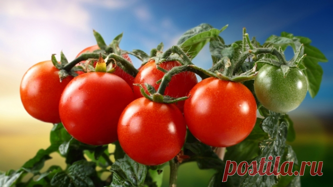 Двенадцать продуктов, которые можно есть без ограничения