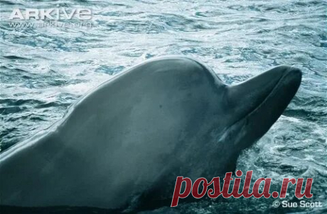 arkive wildlife: 1 тыс изображений найдено в Яндекс Картинках