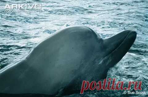 arkive wildlife: 1 тыс изображений найдено в Яндекс Картинках