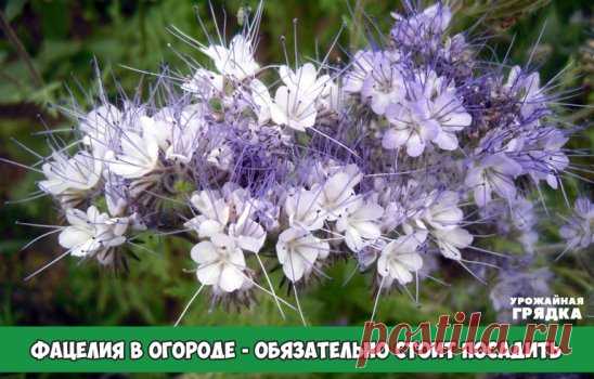 Почему фацелия в огороде это не только красиво - но очень полезно!
Фацелия пижмолистная (Phacеlia tanacetifolia Benth.) — однолетнее растение семейства Водолистниковых, ценный медонос. Отличается быстрым ростом, накоплением большого количества зеленой массы. Корень фацелии охватывает глубину почвы до 20 см за период роста зеленой массы, при этом происходит улучшение структуры почвы, она становится рыхлой и воздухопроницаемой. Фацелия может произрастать на любых типах почв. 
Фацелия очень быстр
