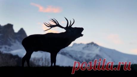 птичий рай аггельский национальный парк: 15 тыс изображений найдено в Яндекс.Картинках