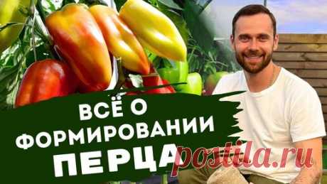 Как формировать перец в открытом и защищенном грунте. Про коронный цветок. Подкормки. Подвязка. | Семена Партнер | Дзен