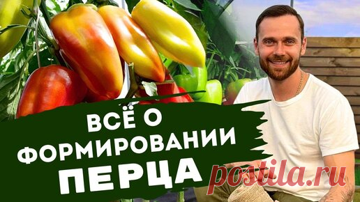 Как формировать перец в открытом и защищенном грунте. Про коронный цветок. Подкормки. Подвязка. | Семена Партнер | Дзен