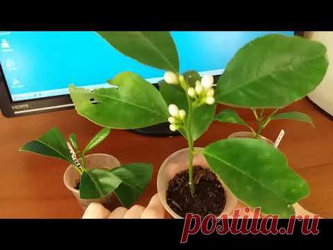 Лимон из черенка