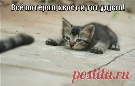 Порция кототерапии :))