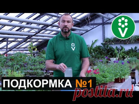 ПЕРВАЯ И САМАЯ ВАЖНАЯ ПОДКОРМКА томатов и огурцов после высадки в грунт