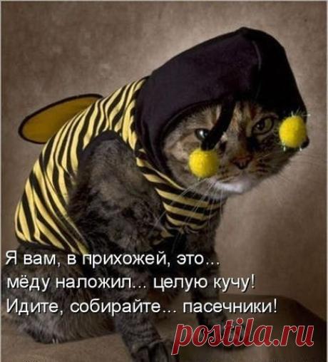 Из справочника пчеловода: "Если ваши пчёлы летают зигзагами, бьются головами об улей и падают замертво, значит, расцвёл хмель!".