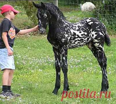 Найдено на сайте portraitswithhorses.com.