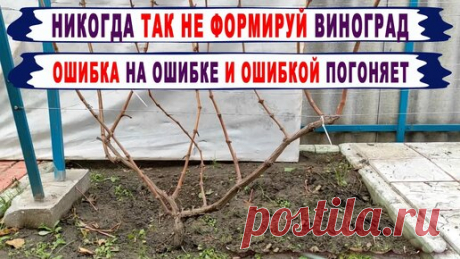🍇 Ошибка! Никогда ТАК НЕ ФОРМИРУЙ РУКАВА на винограде. Вот что будет с ЭТИМИ рукавами уже через год! | Виноград. Юрий Егорутин. | Дзен