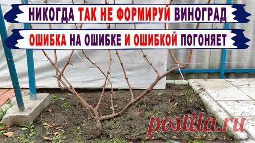 🍇 Ошибка! Никогда ТАК НЕ ФОРМИРУЙ РУКАВА на винограде. Вот что будет с ЭТИМИ рукавами уже через год! | Виноград. Юрий Егорутин. | Дзен