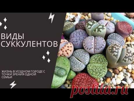 Виды суккулентов с фото и названиями