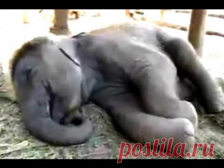 Животные храпят во сне / Видеохит - лучшее видео интернета