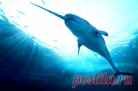 Нарвал или подводный единорог - чудо северных морей