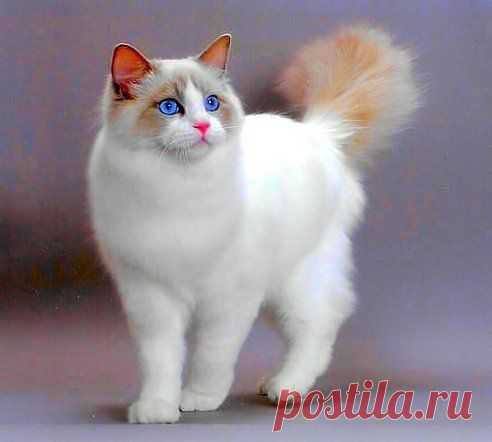 (99) Одноклассники