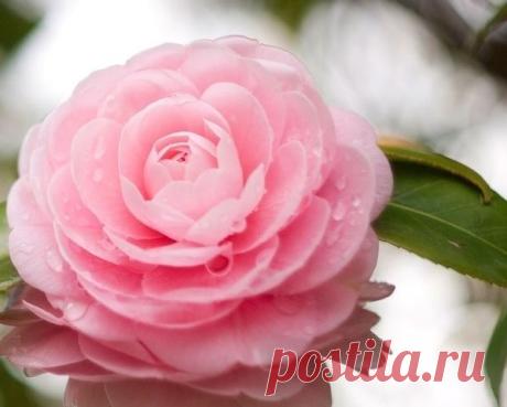 Открытки и поздравления.