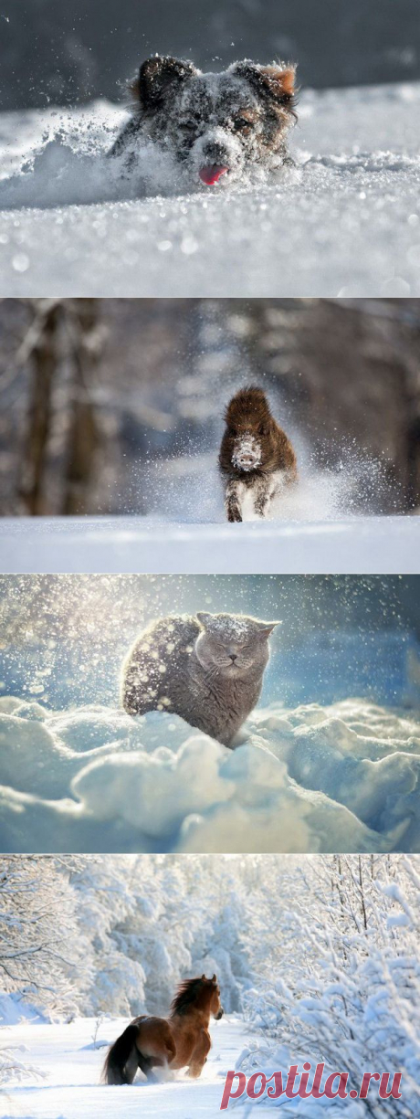Животные зимой - Фото - Калейдоскоп Эмоций