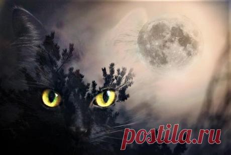 10 верных примет про кошек Самыми мистическими животными астрологи называют кошек. Усатые пушистики безошибочно считывают энергетику, умеют смотреть сквозь миры и чувствуют приближение опасности. Верные друзья своих хозяев, кош...